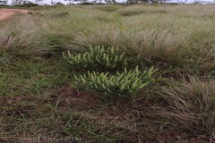 Pogostemon mollis